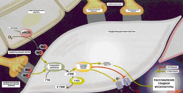Ингибиция фосфодиэстеразы 5 типа (ФДЭ5): механизм действия. (Lue, 2000)