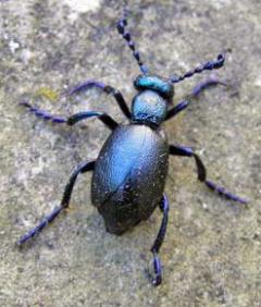 Meloe violaceus