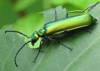 Lytta vesicatoria