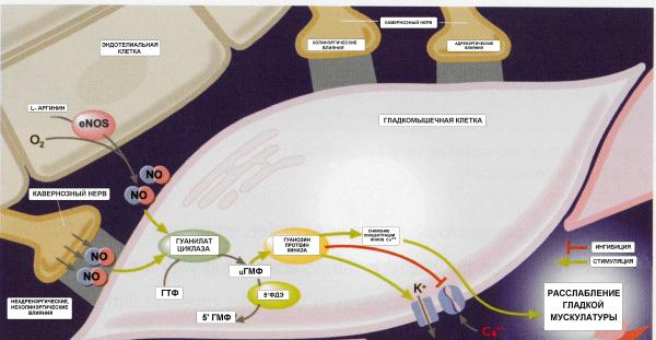 Ингибиция фосфодиэстеразы 5 типа (ФДЭ5): механизм действия. (Lue, 2000)